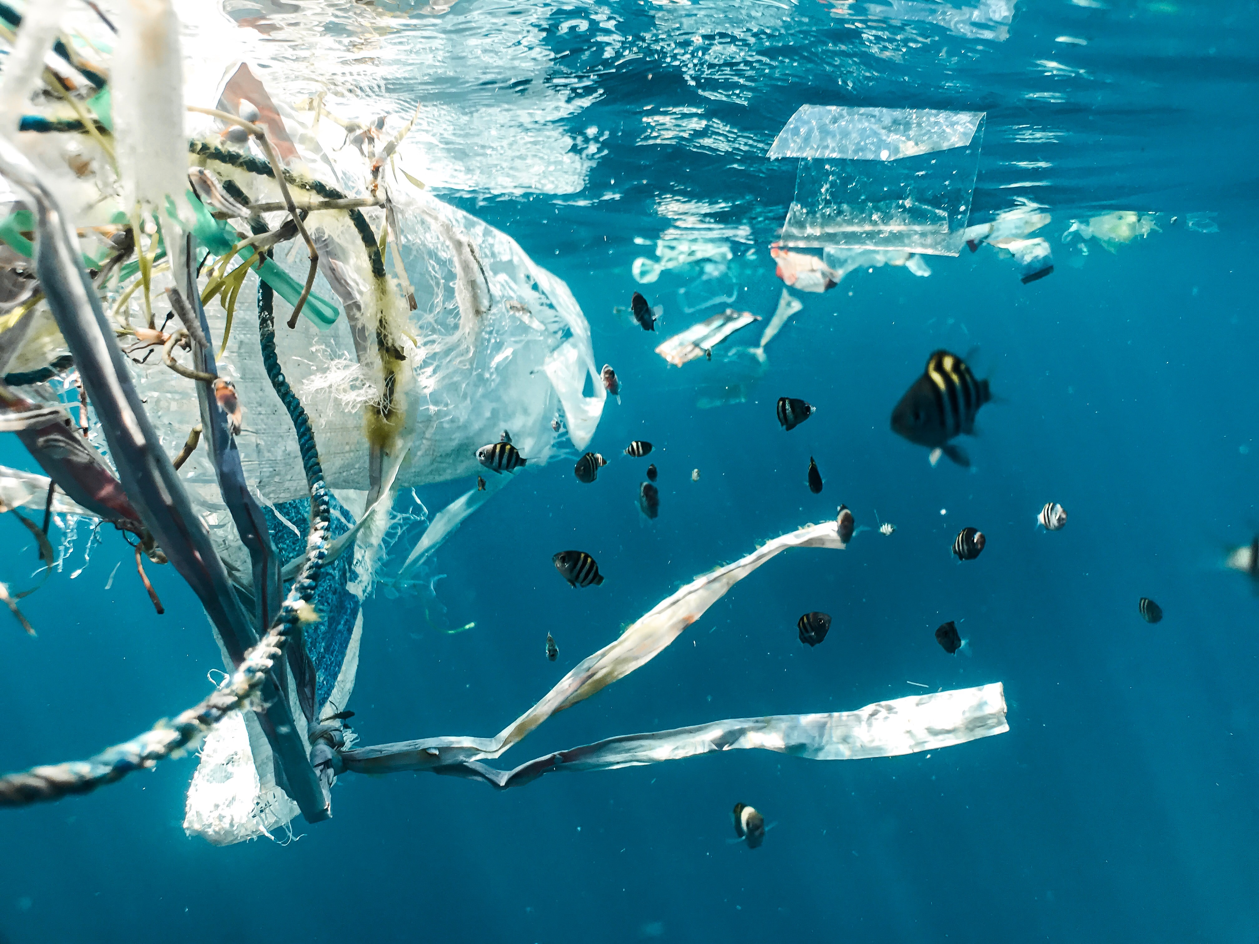 Las novelas actuales contribuyen a comprender la degradación medioambiental del Mediterráneo