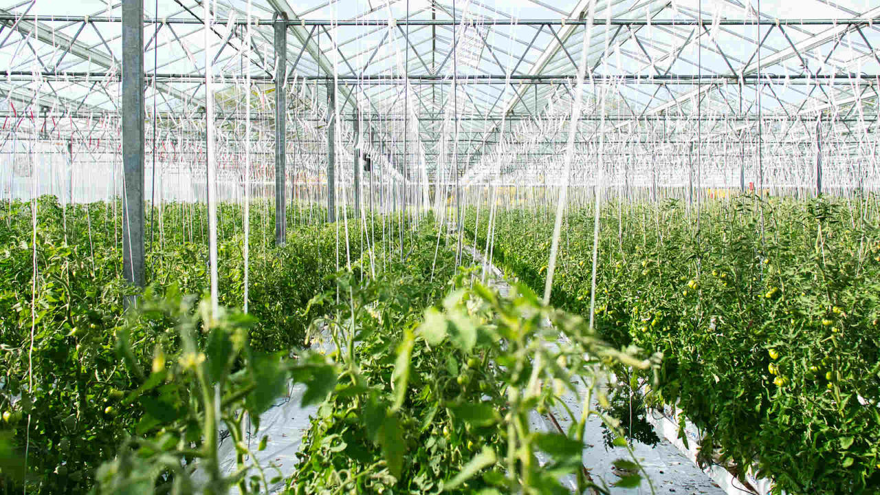 El riego en el invernadero será por goteo y la dosis se calculará en función de la demanda evaporativa de las plantas según los datos climáticos (foto: unsplash.com)